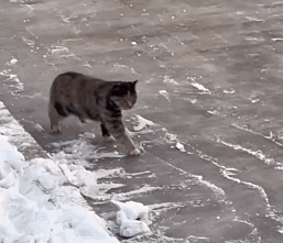 原创            猫咪在出糗时装作很忙，是为了缓解尴尬吗？-猫咪时尚