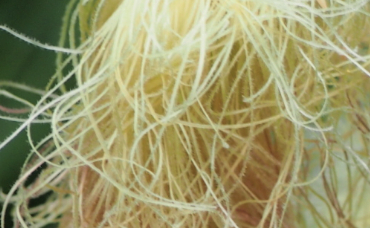 常用玉米须泡水喝,这4种好处可明显看见,可惜很多人不知道!