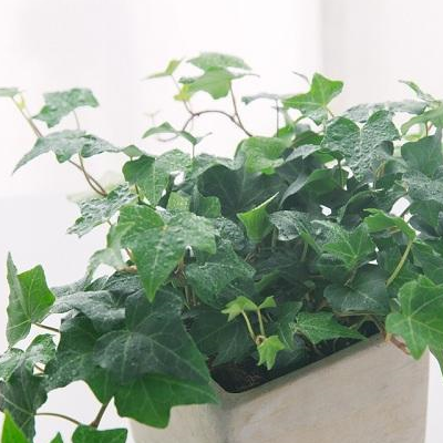 它们是出了名的"懒人植物",一个月不浇水,照样枝繁叶茂!