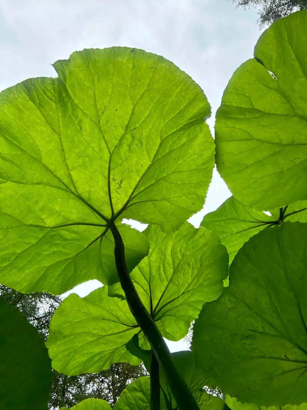 置身于茂密的山林之中,微风拂面,花香四溢,野荷谷静好地依偎在香水峡