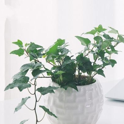 它们是出了名的"懒人植物",一个月不浇水,照样枝繁叶茂!