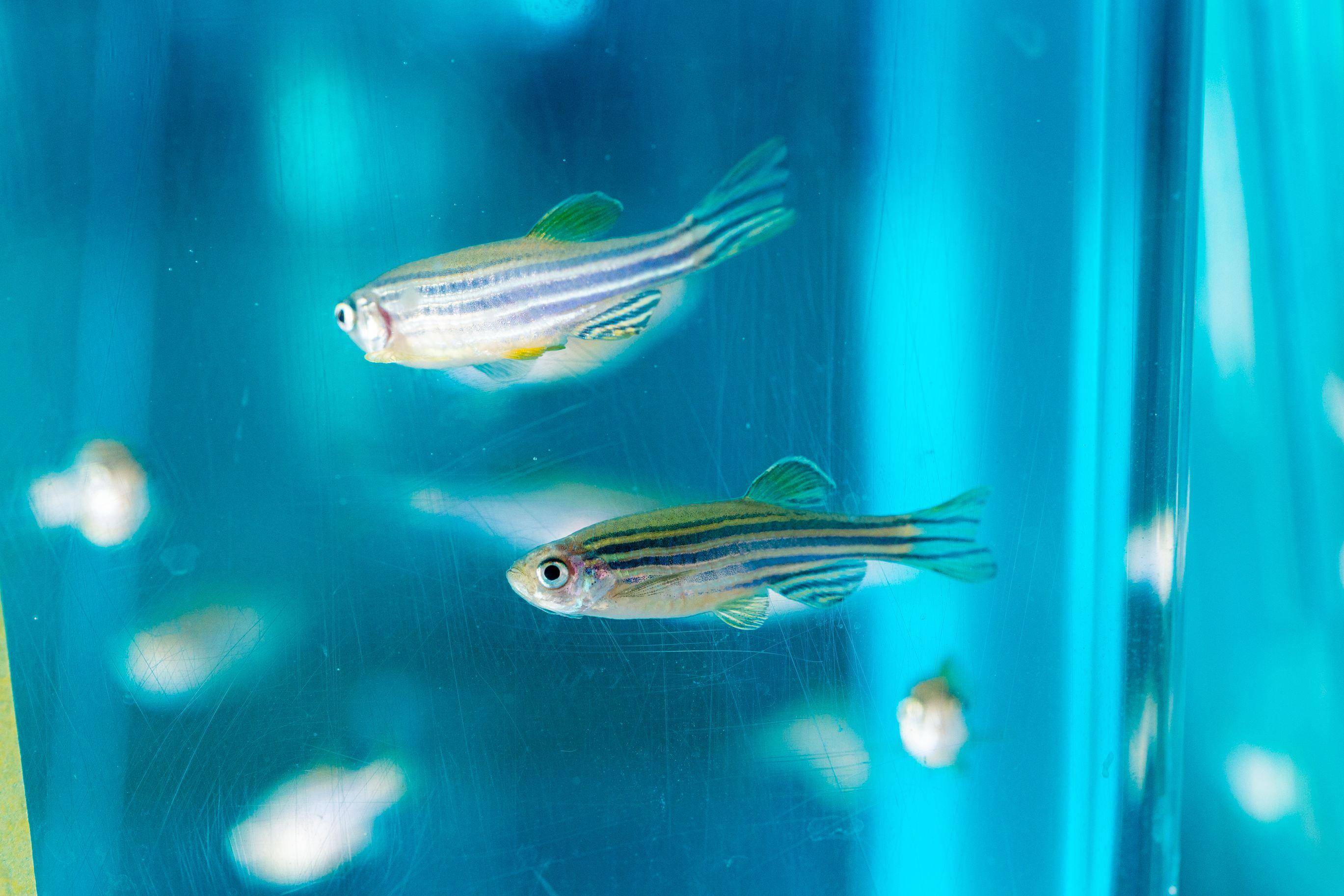 在水里的它们需不需要尿尿,喝水?