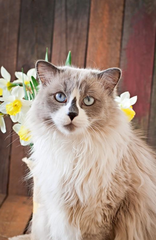 最漂亮的猫咪排名图片