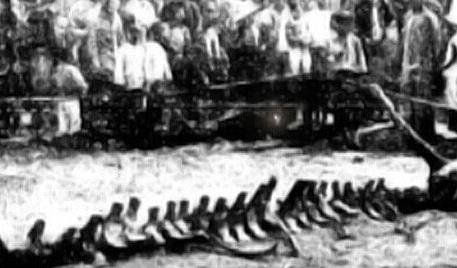 86年前,营川坠龙事件刊登上报,那副巨大的生物骨架究竟是什么?