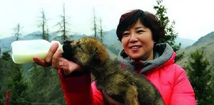 新疆女驯狼师养狼16年,为特种部队培育特种犬,产业获得千万财富