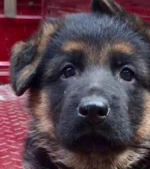 花八百块买德牧被骗后,被众人嘲笑,说的一些难听的话,让我心酸