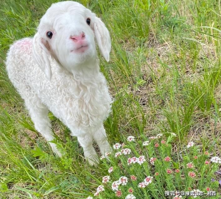内蒙古三日游路线安排 是不是只有内蒙牧场的小羊才这么可爱_草原