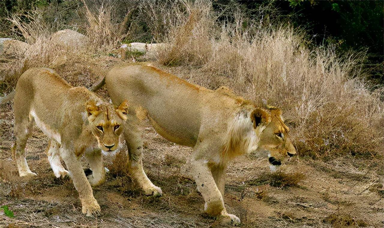非洲幼狮冥河姐弟,相依为命四处流浪,为姐姐复仇单挑狮群而亡