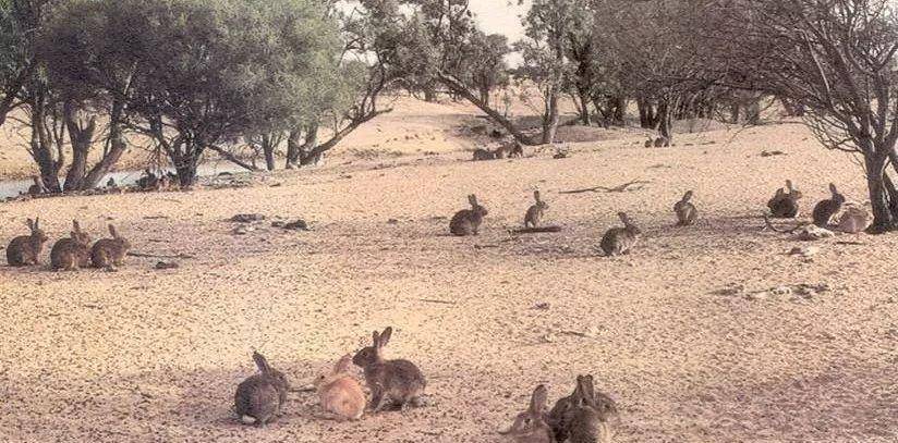 人兔战争持续150年,澳大利亚完败,100亿只兔子真吃不动呀