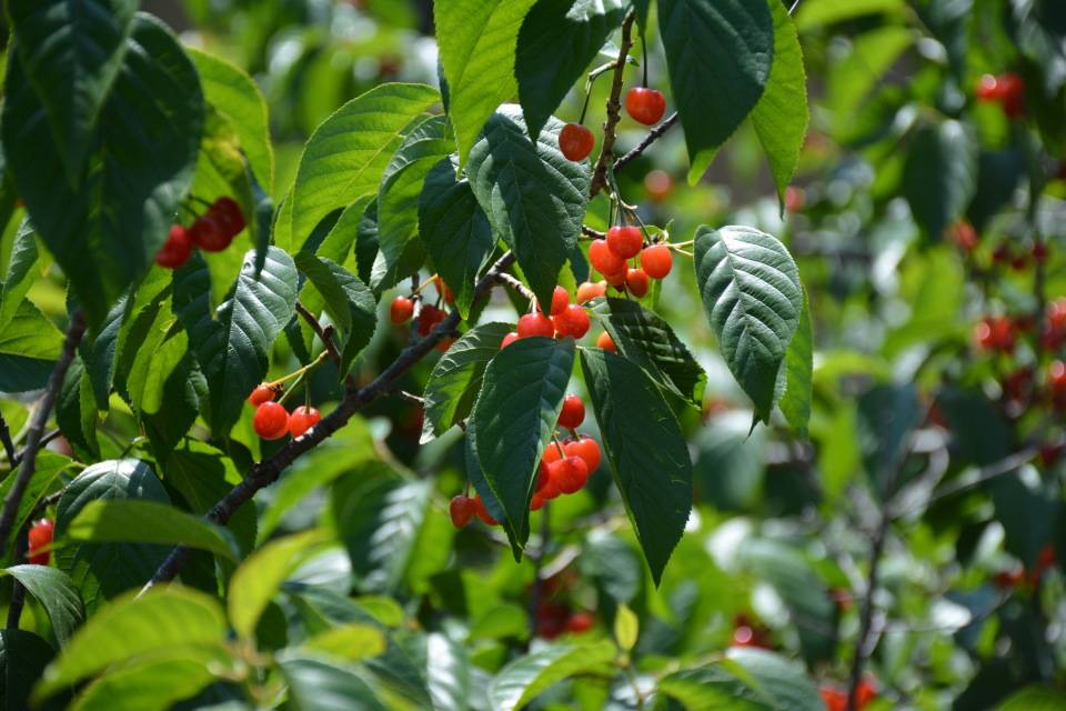 青岛农品的甜蜜邀约——"网红农品 四季直播"走进北宅樱桃节