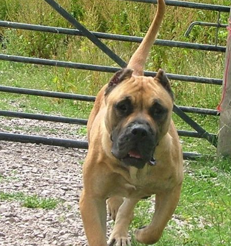 但是在城市中饲养宠物,却有着很多的规定,一些大型犬已经列入了禁养犬