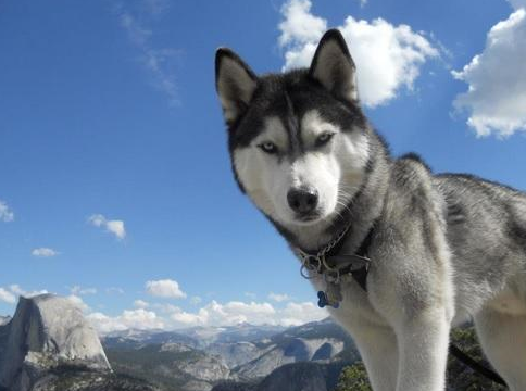 哈士奇幼犬多少钱一只图片