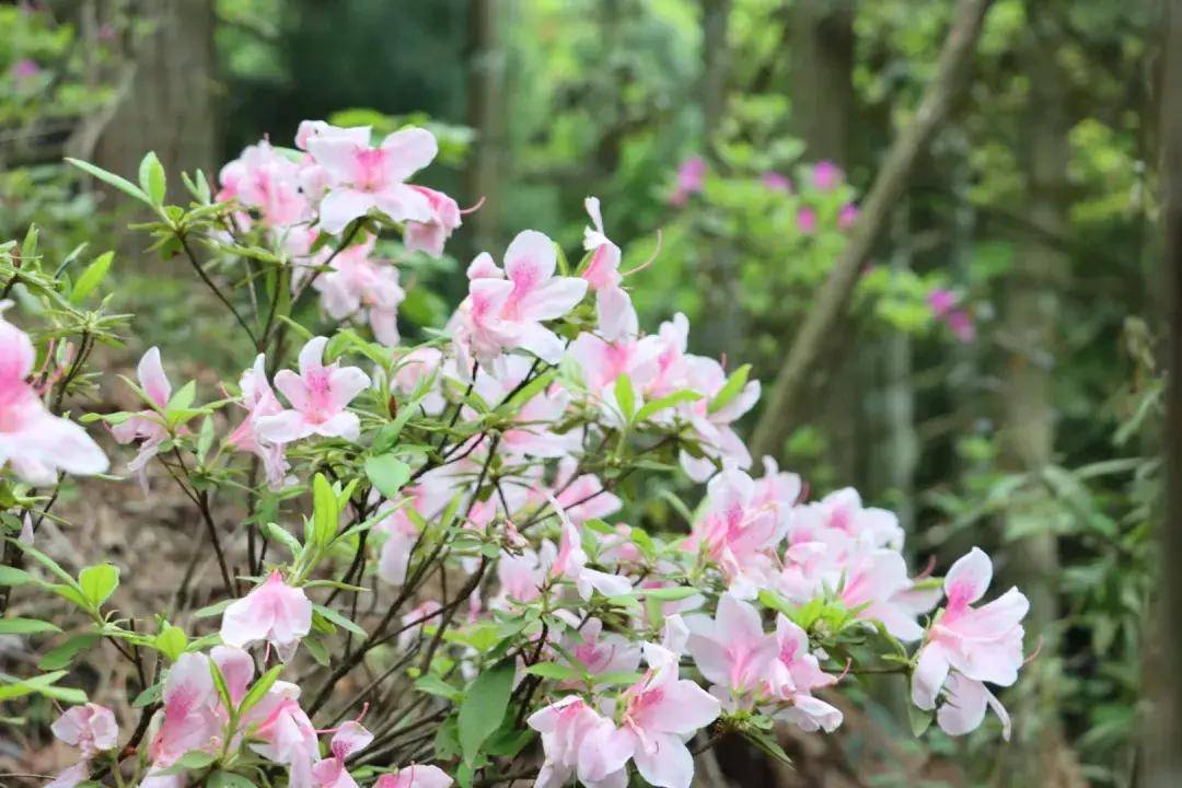 相遇在天曌山we will still meetin the blooming summer of flowers