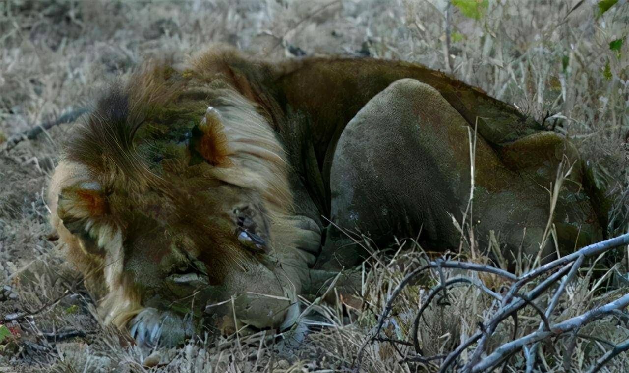 非洲幼狮冥河姐弟,相依为命四处流浪,为姐姐复仇单挑狮群而亡