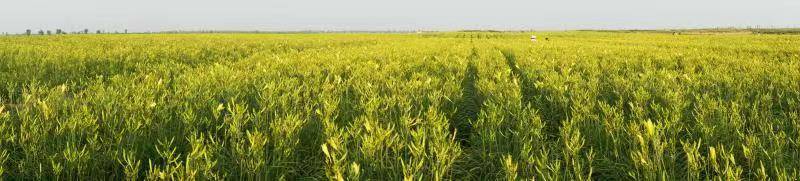 山西大同云州区:萱草年年绽新花_黄花_灌溉_种植