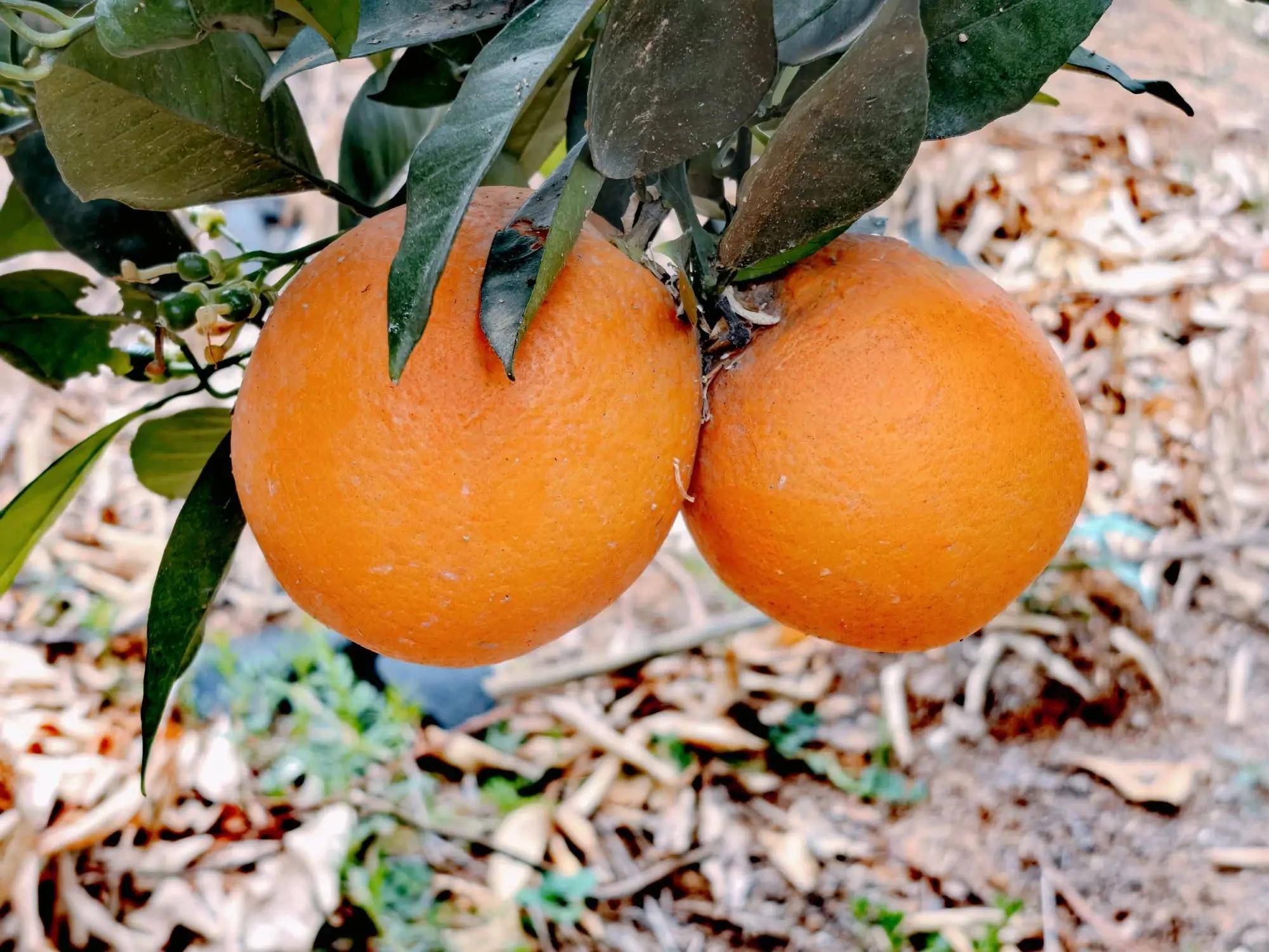 贵州罗甸:有一种脐橙切开汁水流,若注入蜂蜜水,吃了上瘾