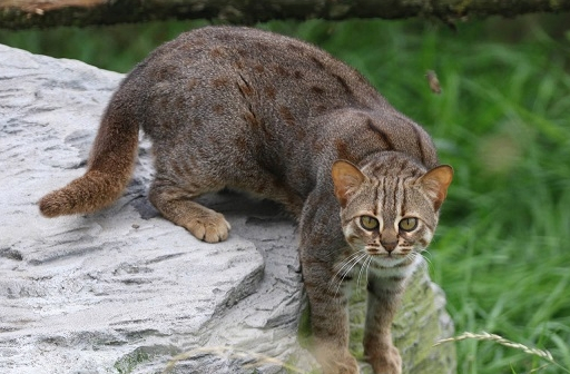 养猫的都经历过45度仰望吧,猫咪为何喜欢在高处让你仰望