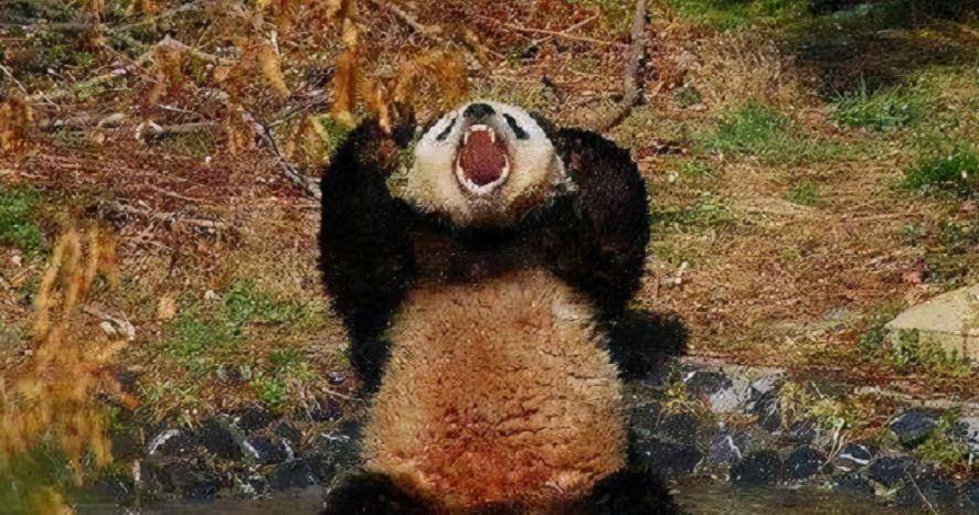 大熊猫咬死人图片