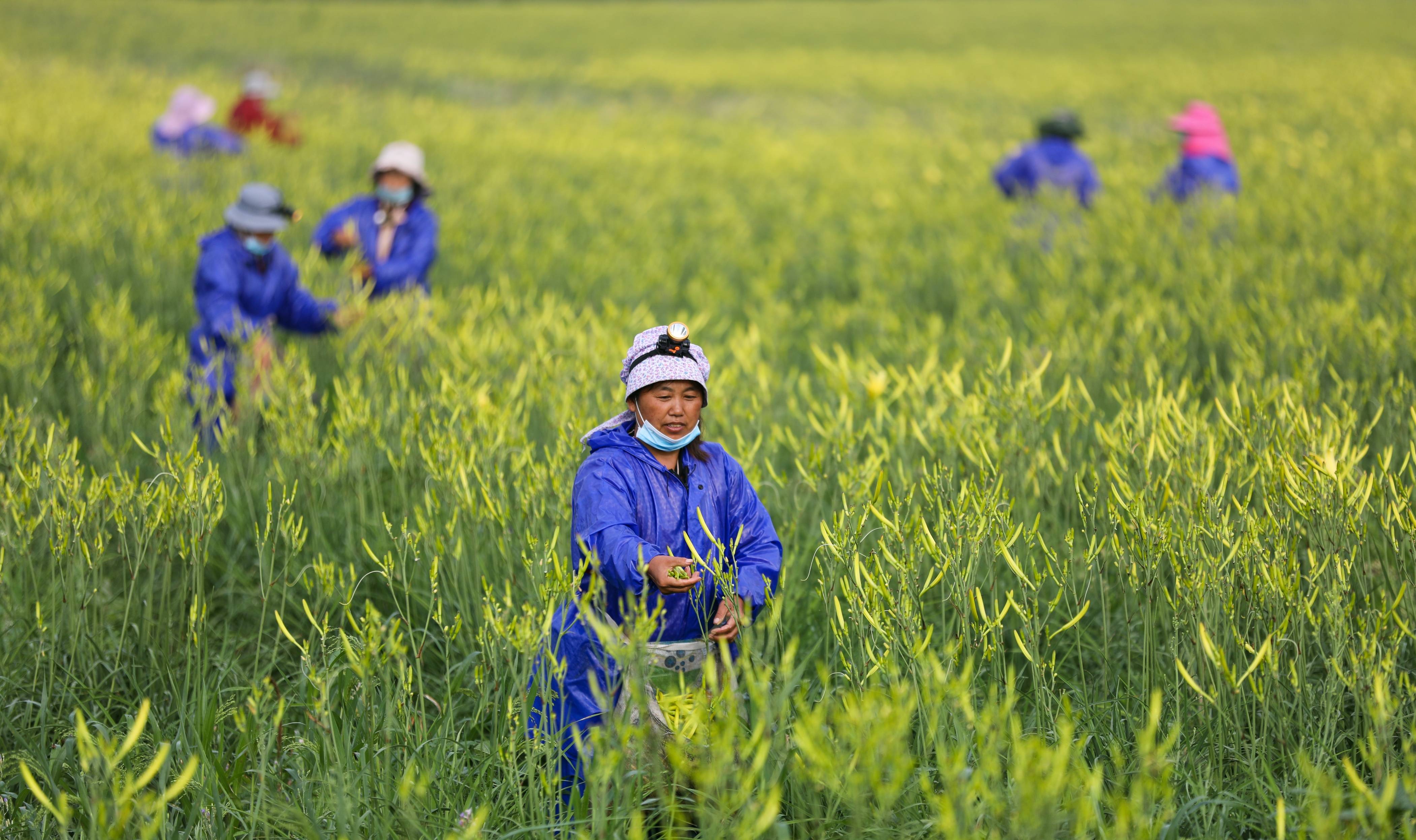 山西大同云州区:萱草年年绽新花_黄花_灌溉_种植