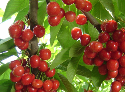 4月"最该吃"的5种水果,新鲜美味最应季,老果农教你挑选技巧