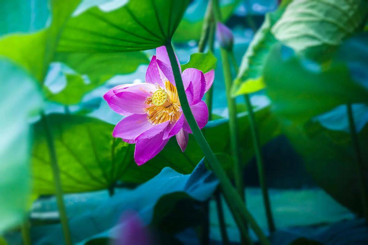 杨万里最美的一首夏日小诗,简简单单28个字,便写出了最美的夏天