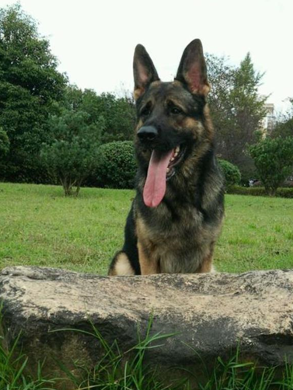 中国三大警犬,昆明犬实力不输黑背,第一却鲜为人知