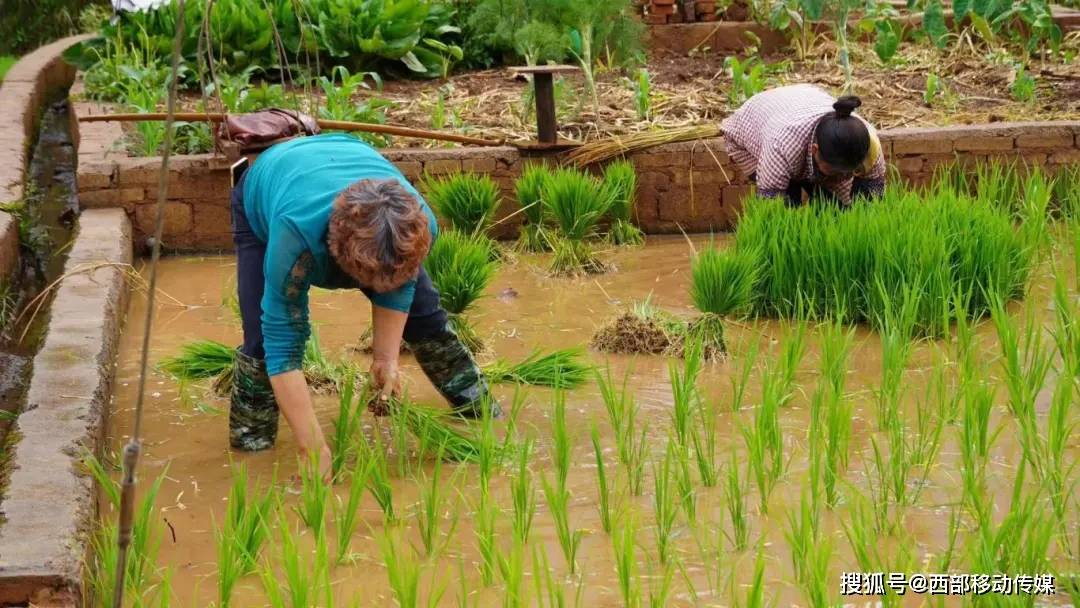 云南华宁:水稻插秧进入尾声_秧苗_水田_新庄