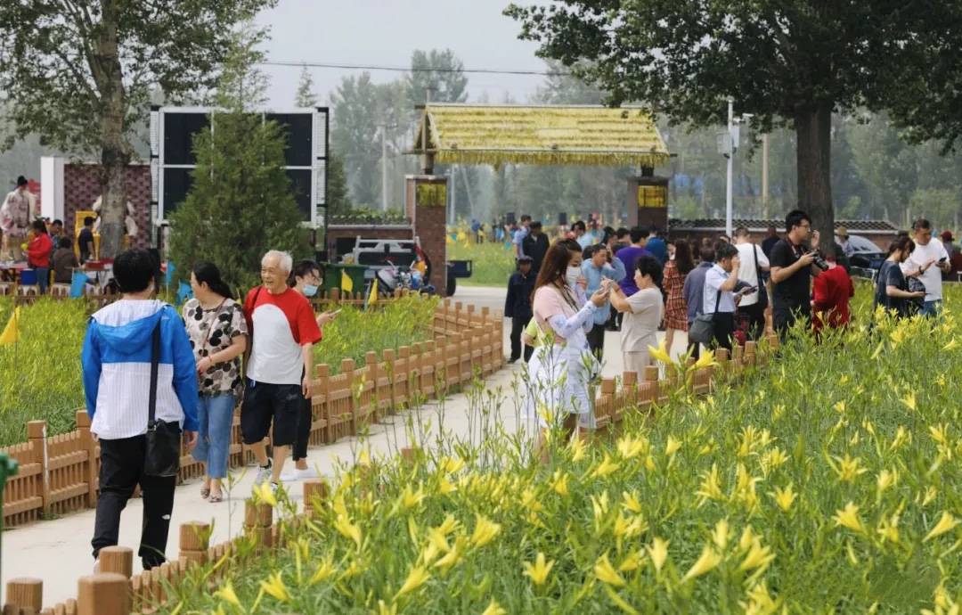 山西大同云州区:萱草年年绽新花_黄花_灌溉_种植
