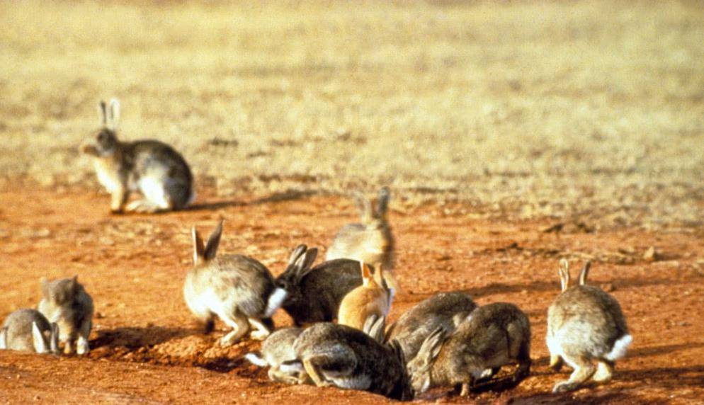 澳大利亚野兔泛滥,政府斗争150年完败,没人吃?本地人:吃不了
