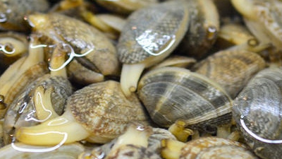 想吃花甲又怕沙多,4个小窍门,让花甲自己吐沙,怎么做都鲜