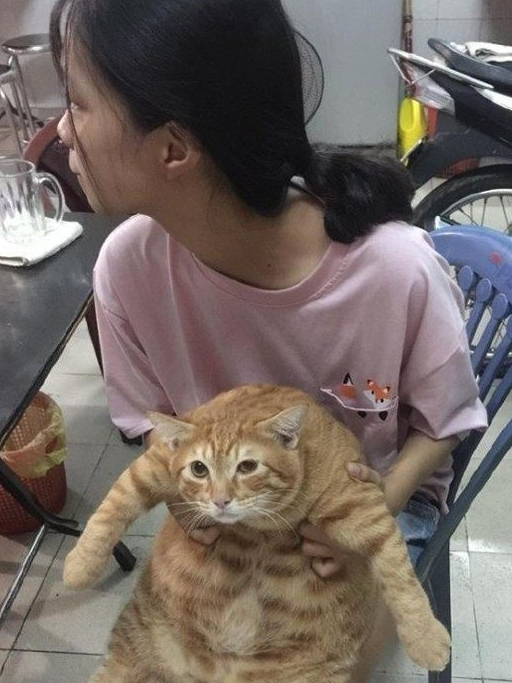 流浪的橘猫能长到多胖?网友:这只看起来像打了激素!