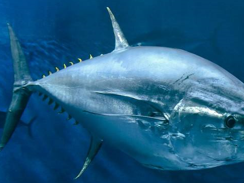 第5个就是蓝鳍金枪鱼,这个蓝鳍金枪鱼被称为金枪鱼界的劳斯莱斯,可以