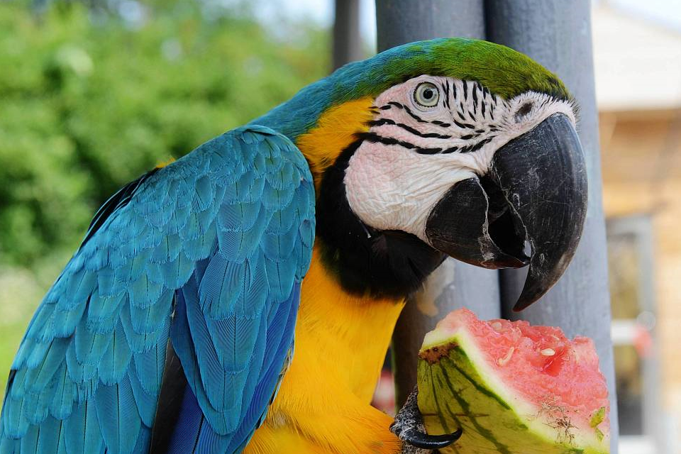 金刚鹦鹉价格高达数万元,究竟贵在哪,看完这4点你还觉得贵吗