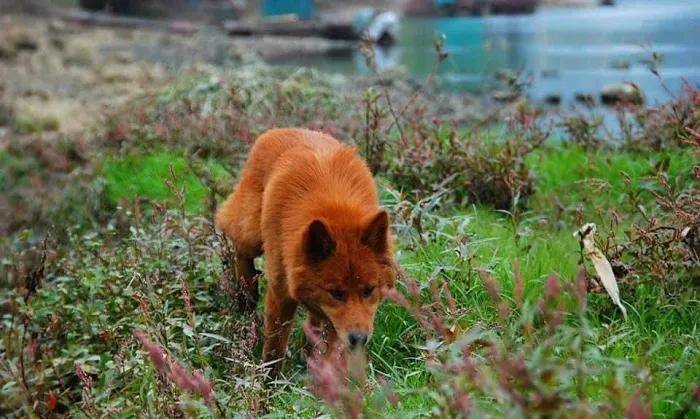 2018年,男子花3万买到一只红毛狗,养了四年富商出价35万都不卖
