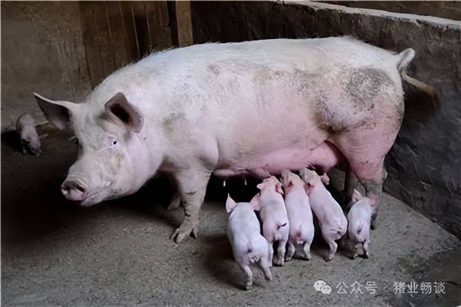 母猪的产后护理什么梗图片