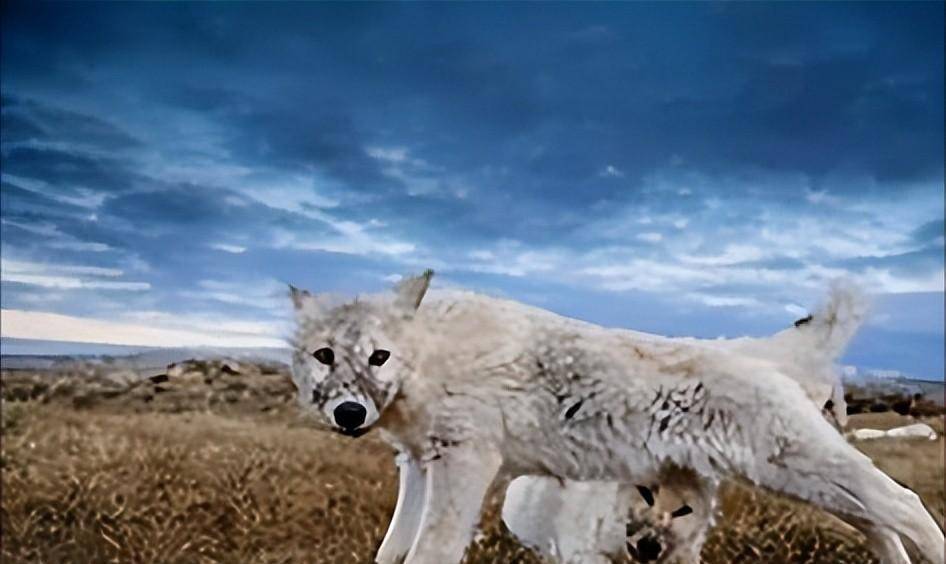 1974年女知青救了一窝狼崽,几年后返城时,狼群追送几十里地