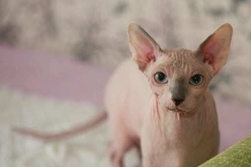 原本就没有多少猫毛的无毛猫简直就是懒癌晚期患者和猫毛过敏者的福音