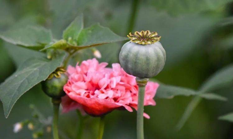 湄公河对岸的大其力区域是糯康集团最大的赌场,那里一直都是金三角最