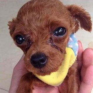 小泰迪很可爱,一不小心就变成"泪美人",该怎么办