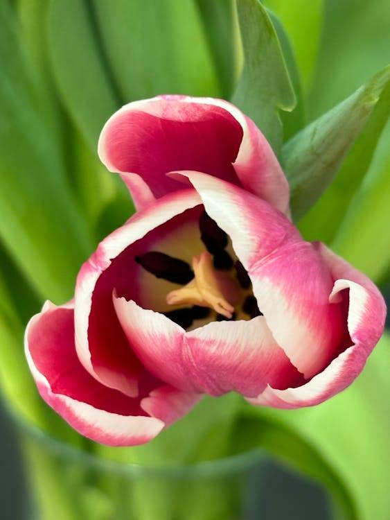 期权定价方法三种_期权报价原理_期权理论价值计算