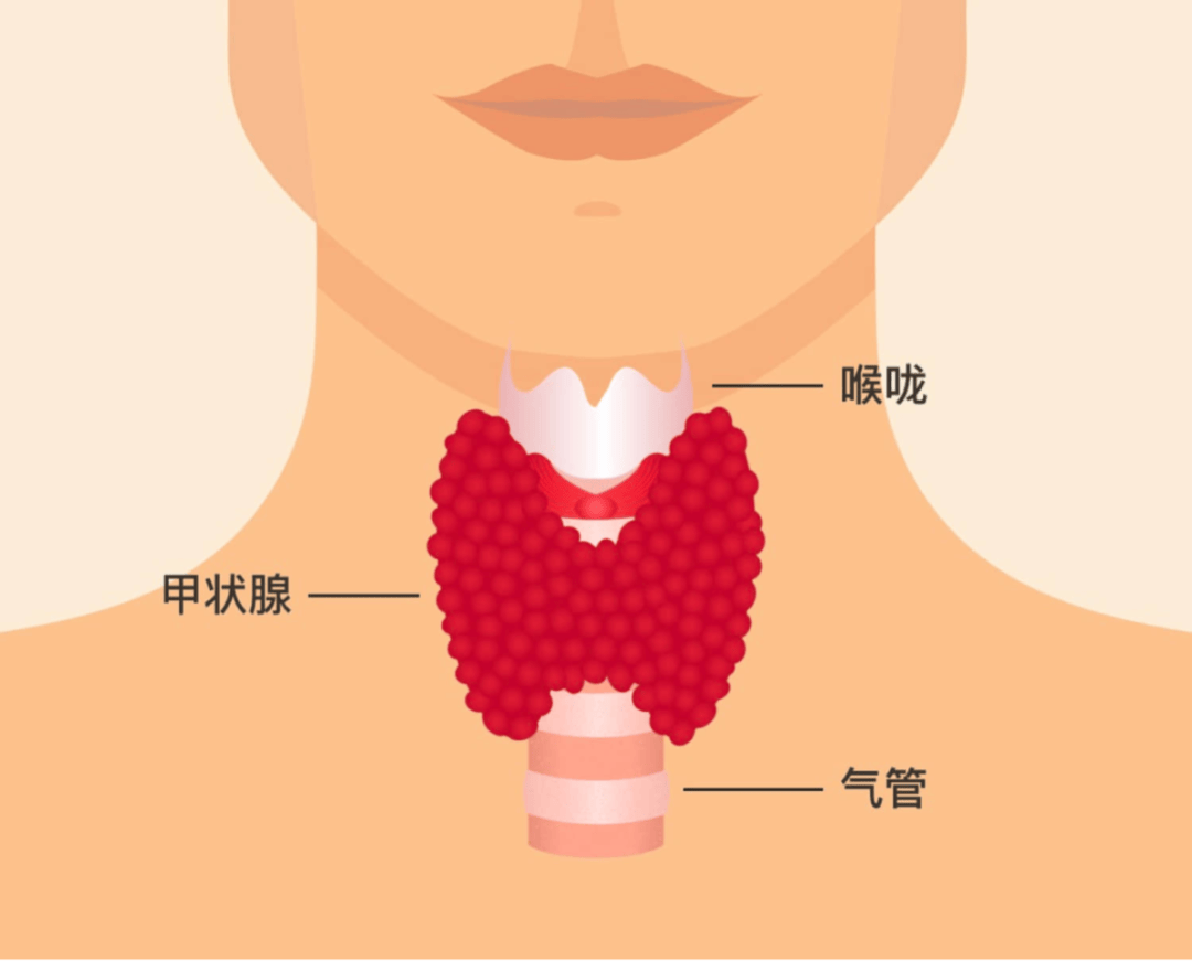 甲状腺峡部位置图图片