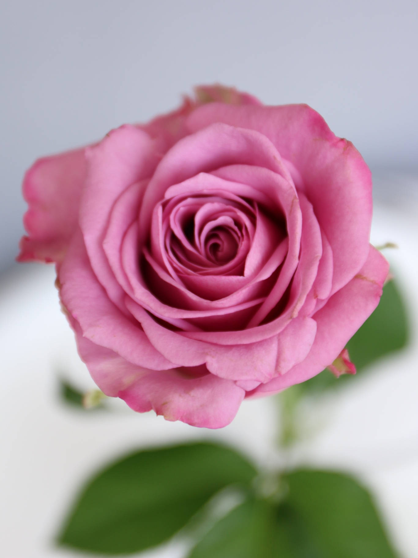玫瑰花的特点特性图片