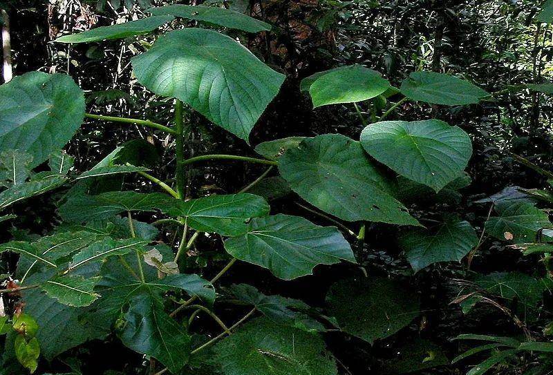 世界最痛植物:军人用它解手后开枪自杀,英国曾想用其造生化武器