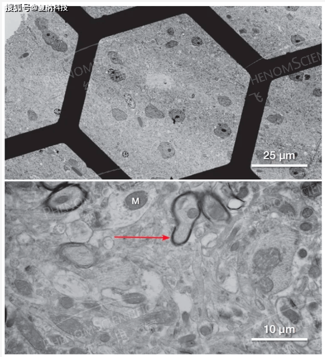 台式场发射扫描-透射(sem—stem)电子显微镜应用案例分享
