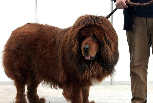 这些猛犬战斗力超强,千万不要随便去招惹它们,小心被凶!