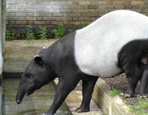 世界上最丑的"四不像"实则胆小如鼠,竟然被自己"憋死"?