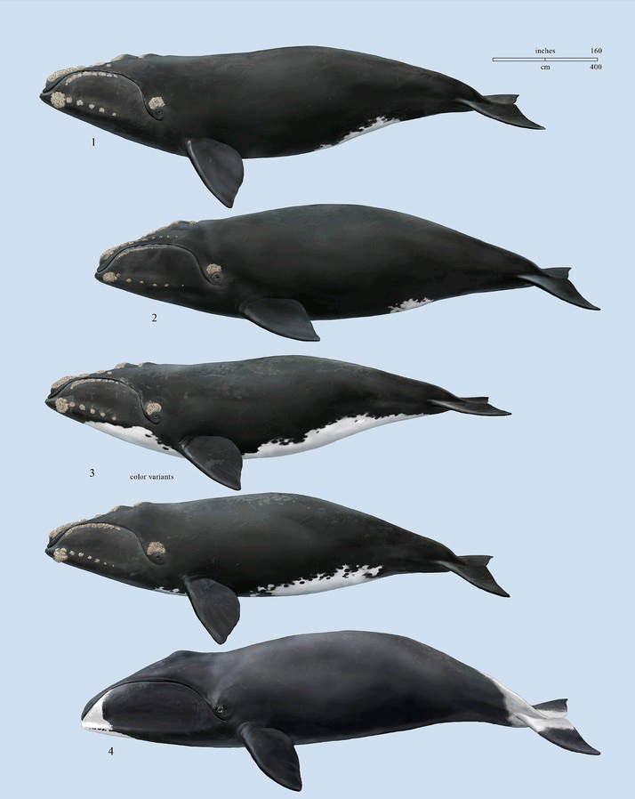 虎鲸座头鲸拟人漫画图片