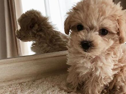 混种狗不是最差的,吉娃娃和泰迪犬的搭配你见过吗?