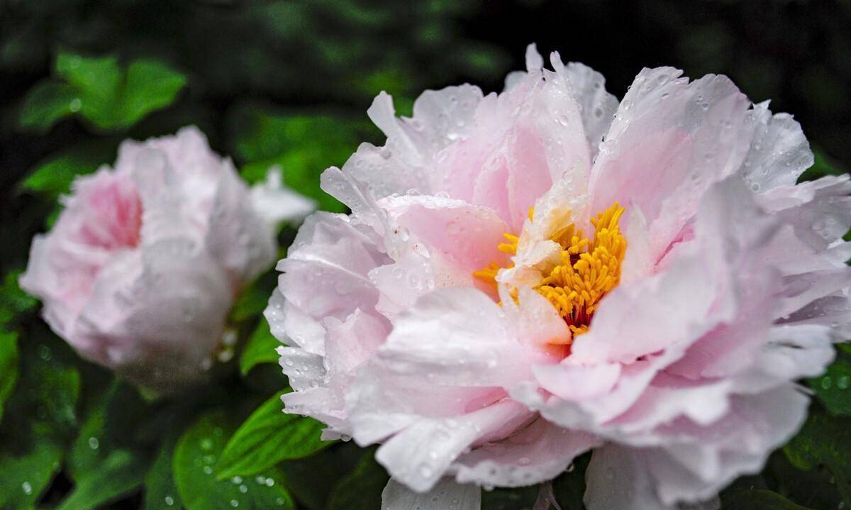 芍药也是药,白芍养血调经,柔肝止痛,赤芍清热凉血,散瘀止痛