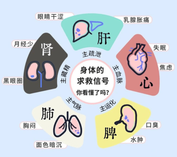百草益寿:强五脏不生病,滋补心,肝,脾,肺,肾食物表